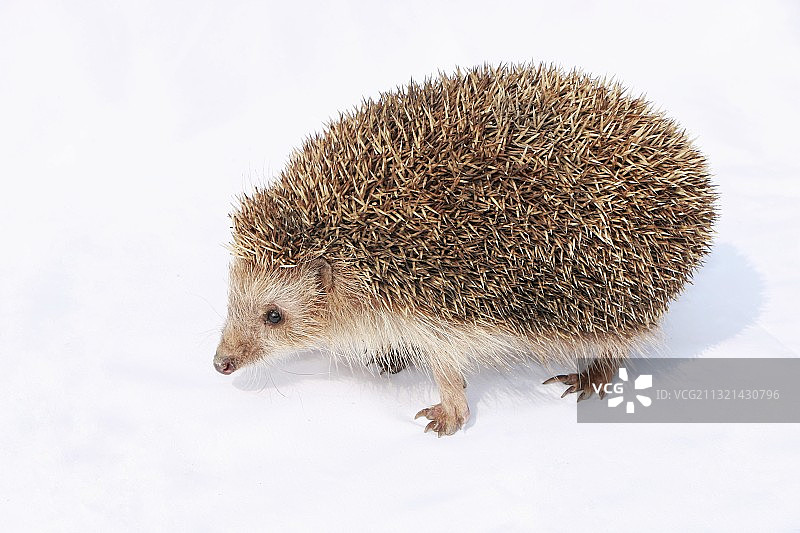 刺猬图片素材