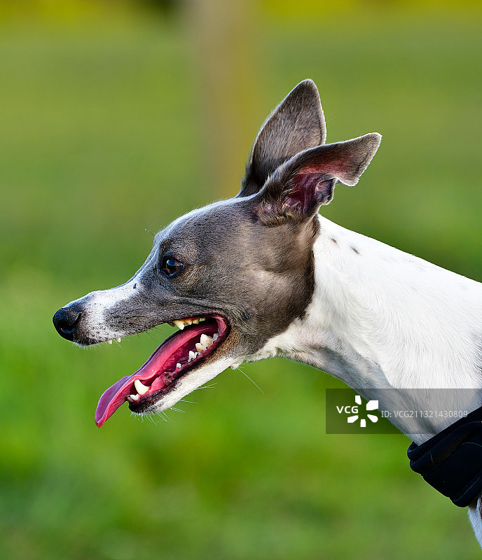 灰狗吐舌头站在田野上特写，英国图片素材