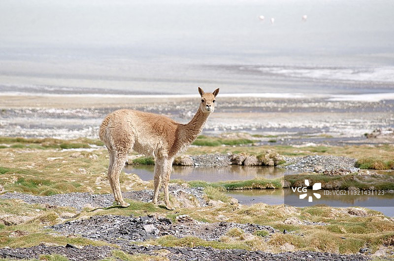袋鼠站立在阿根廷拉里奥哈省布拉瓦泻湖的陆地上图片素材