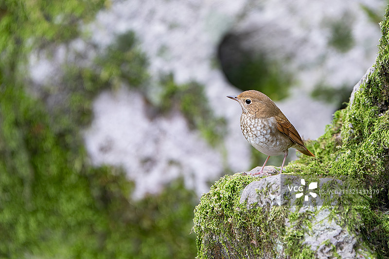 小鸣雀栖息在岩石上的特写图片素材