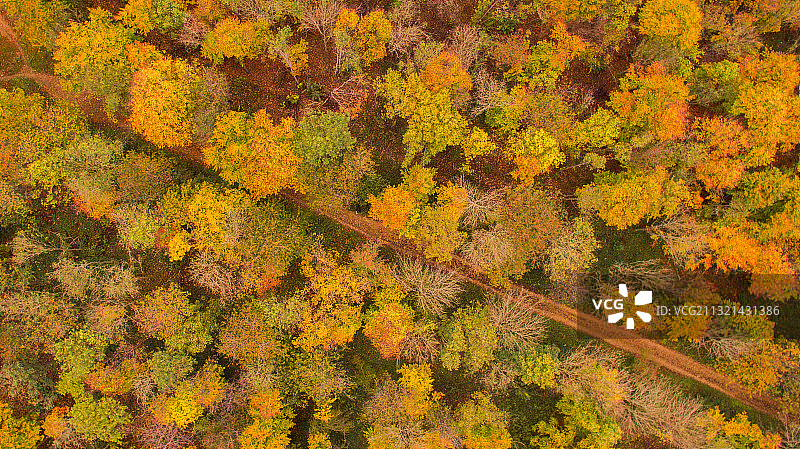 英国纽马克特秋季公路的航拍景色图片素材