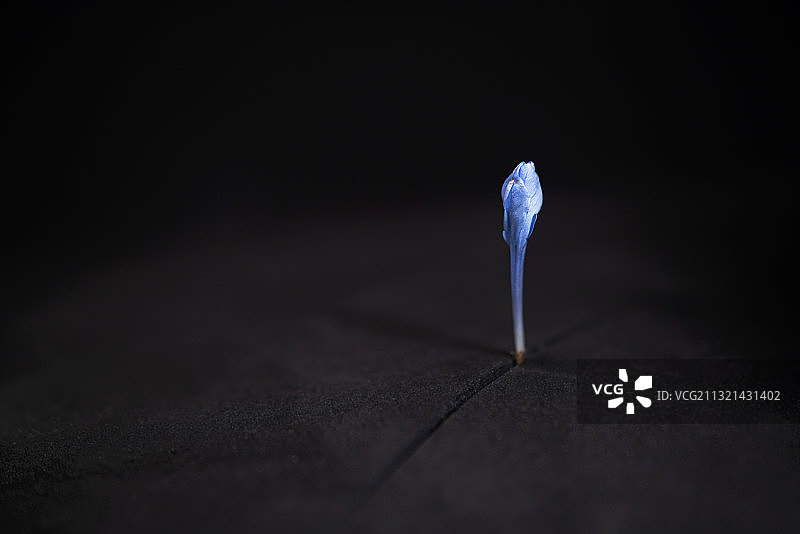 西班牙巴达霍斯桌子上的羽毛特写图片素材