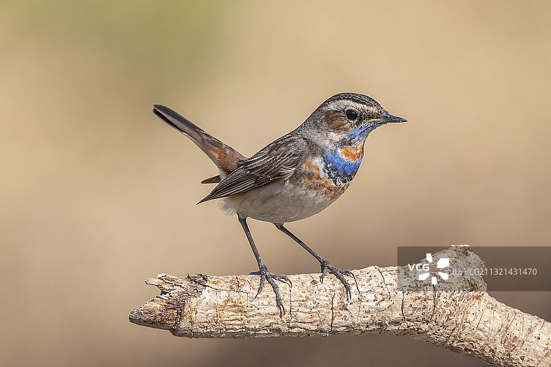 栖息在树枝上的蓝喉歌鸲特写，中国香港图片素材