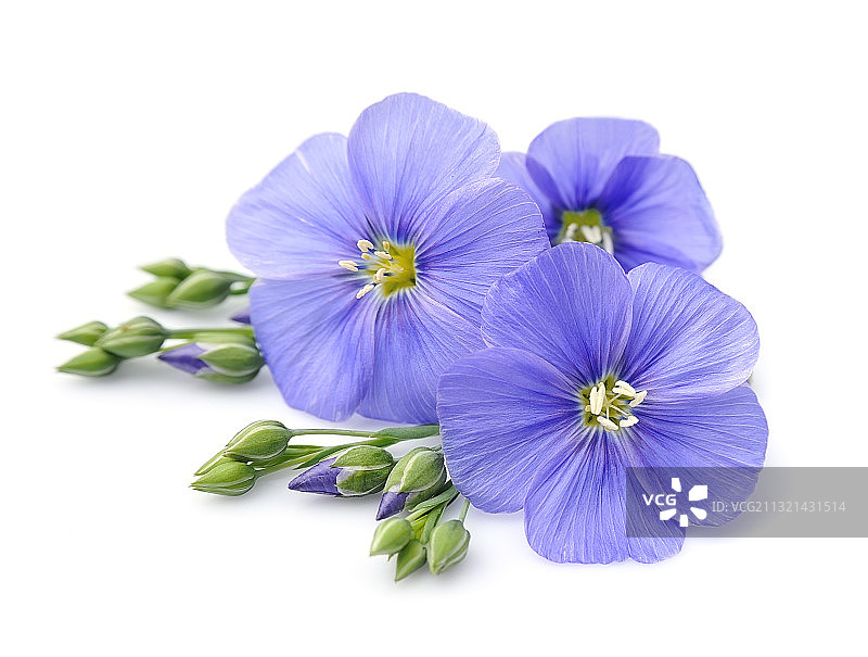 白色背景下的紫色花朵特写图片素材