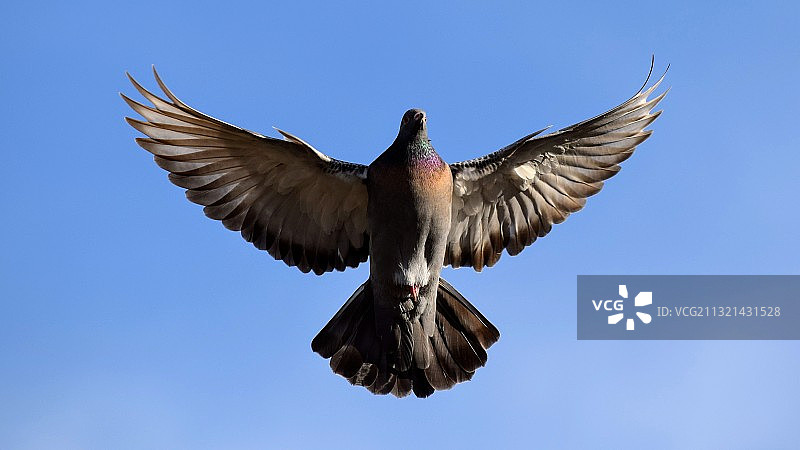 蓝天下飞翔的鸽子仰视图片素材