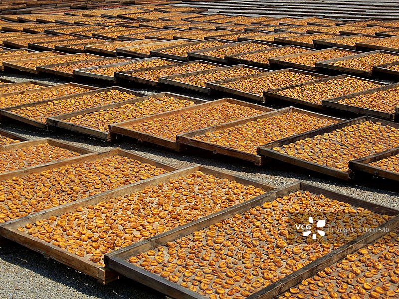 田野上的玉米高角度视图，南非斯韦伦丹地方 municipality图片素材