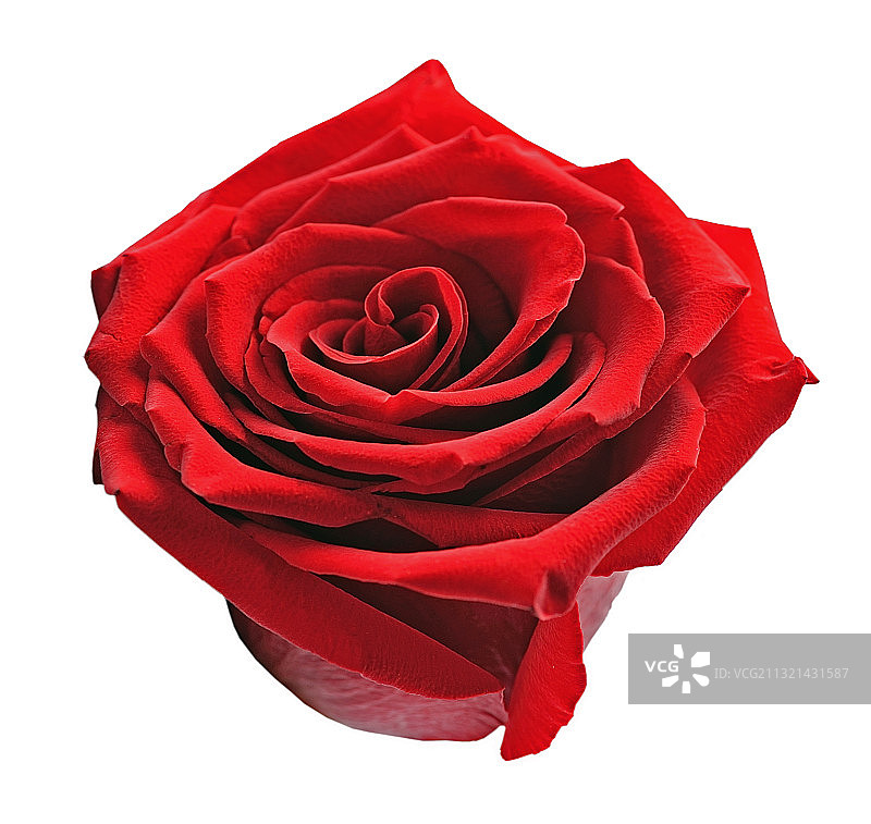 白色背景上的红色玫瑰特写图片素材