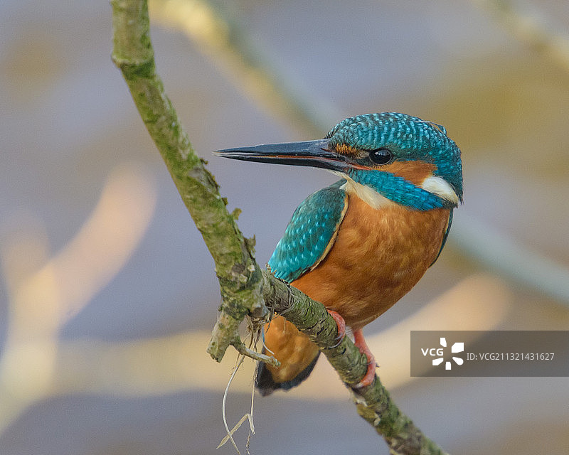 翠鸟栖息在树枝上的特写图片素材