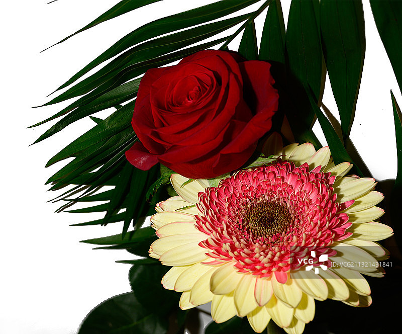 白色背景下的鲜花特写图片素材