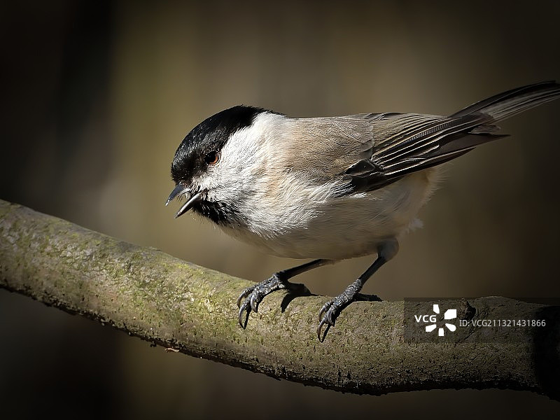 山雀栖息于树枝特写图片素材