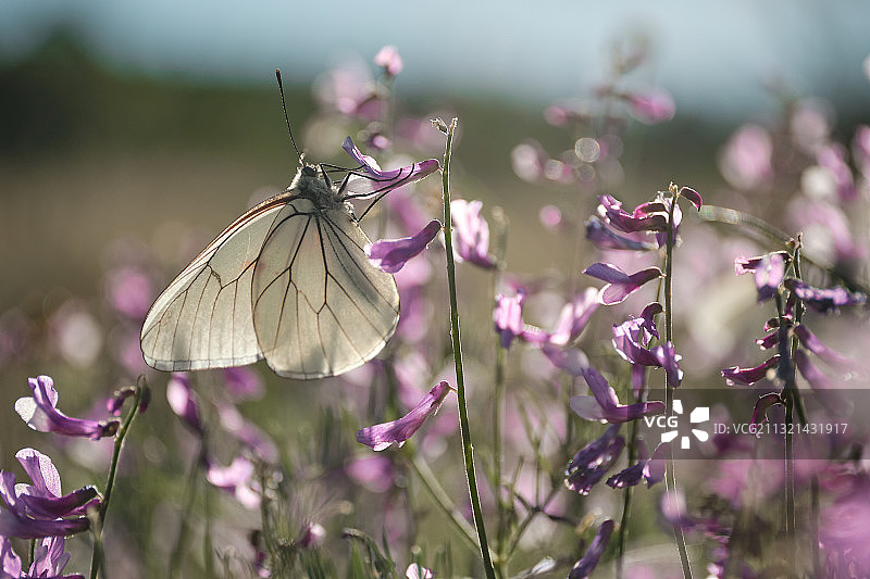 蝴蝶在紫色花朵上传粉的特写图片素材