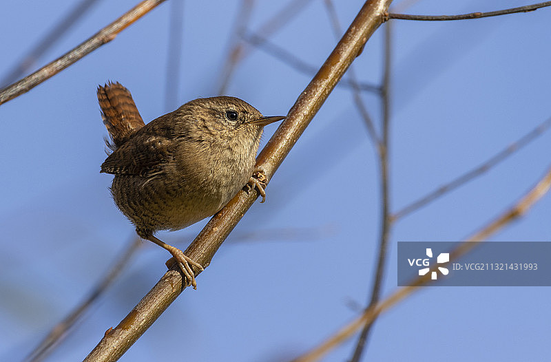 鸣禽栖息在树枝上的特写图片素材