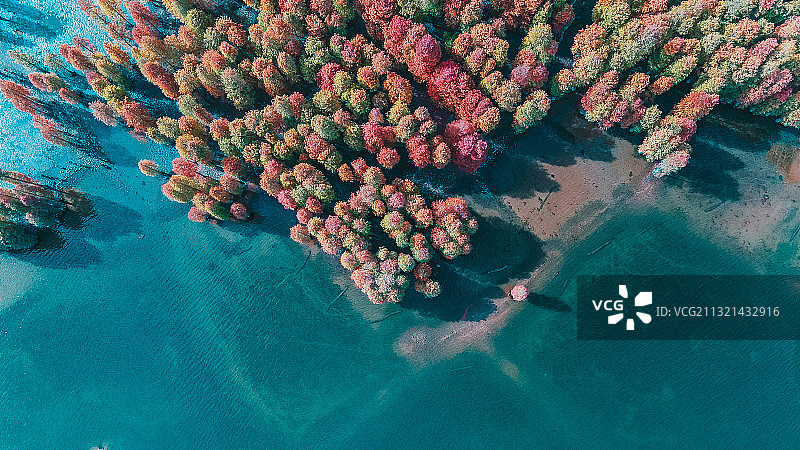 四明湖红杉树 宁波图片素材