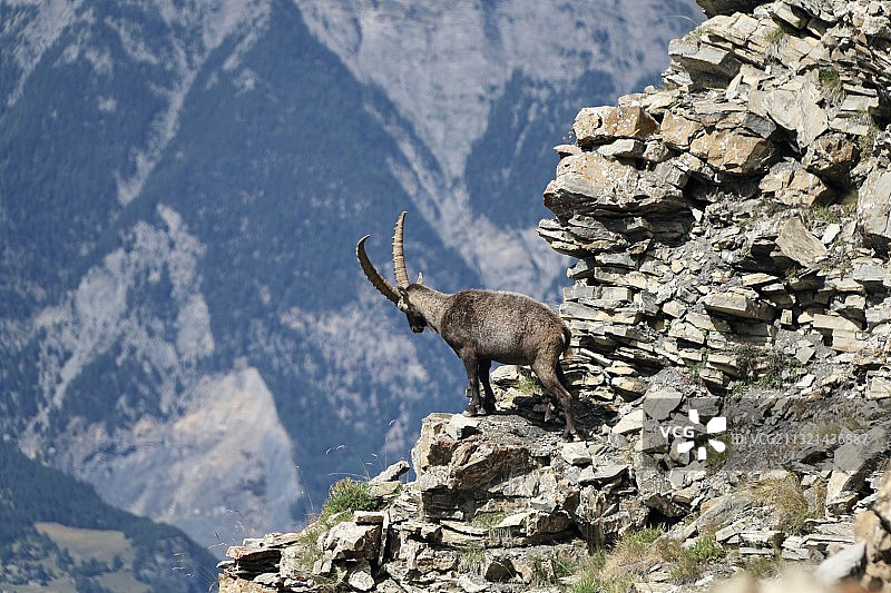 阿尔卑斯山野生山羊站在岩石上的侧视图，法国山间小屋图片素材