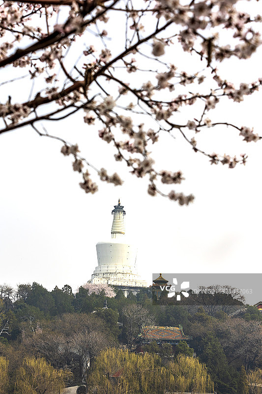北海公园永安寺桃花开图片素材