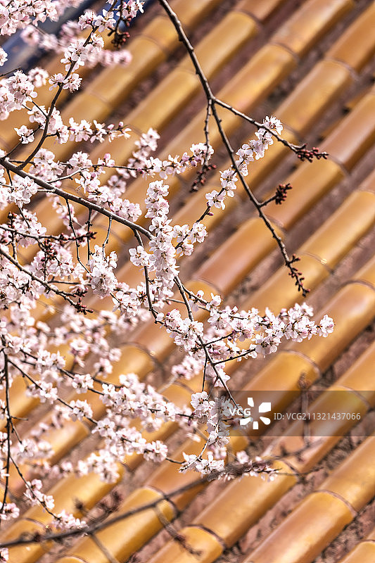 北海公园永安寺桃花开图片素材