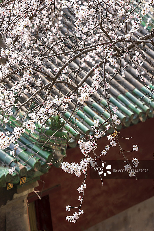 北海公园永安寺桃花开图片素材