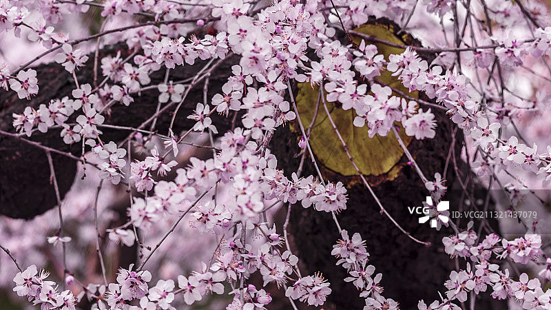 北海公园永安寺桃花开图片素材
