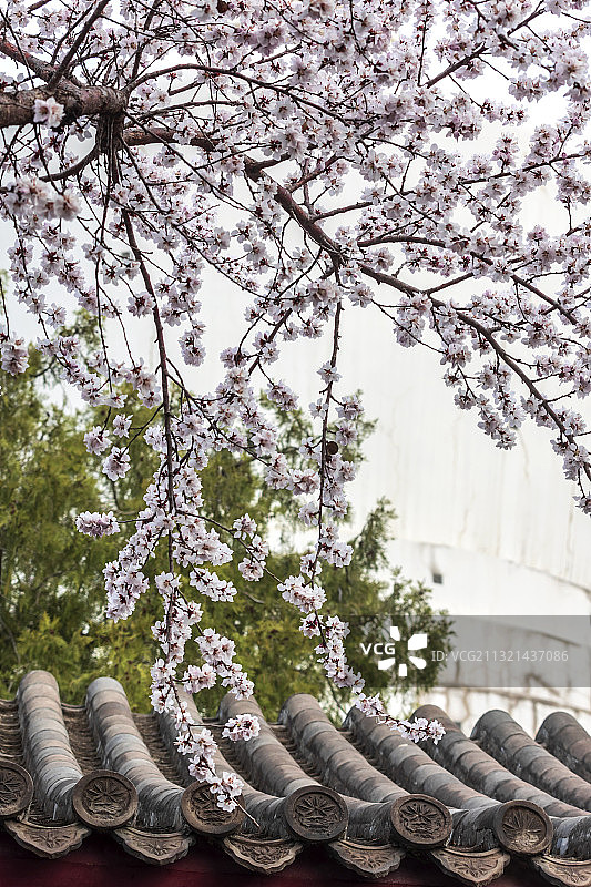 北海公园永安寺桃花开图片素材