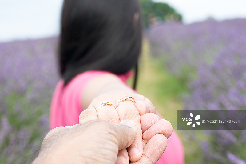 情侣手捧薰衣草的局部照片，英国班斯特德图片素材