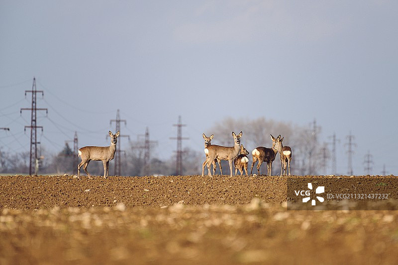 捷克索尔尼采的羊群图片素材