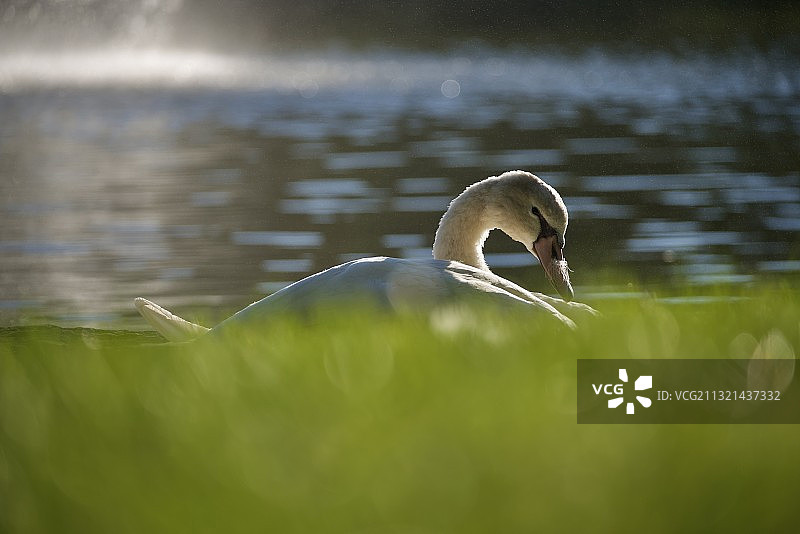 在美国伊利诺伊州绍姆堡的湖中游泳的鸭子图片素材