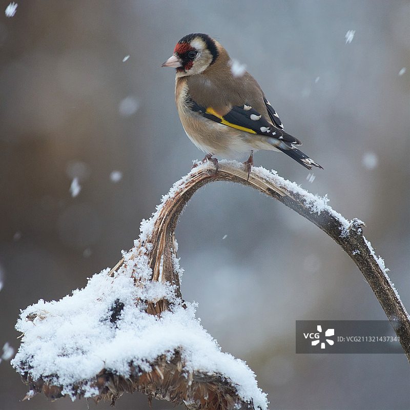 金色雀鸟栖息在雪地上的特写，英国沃里克图片素材