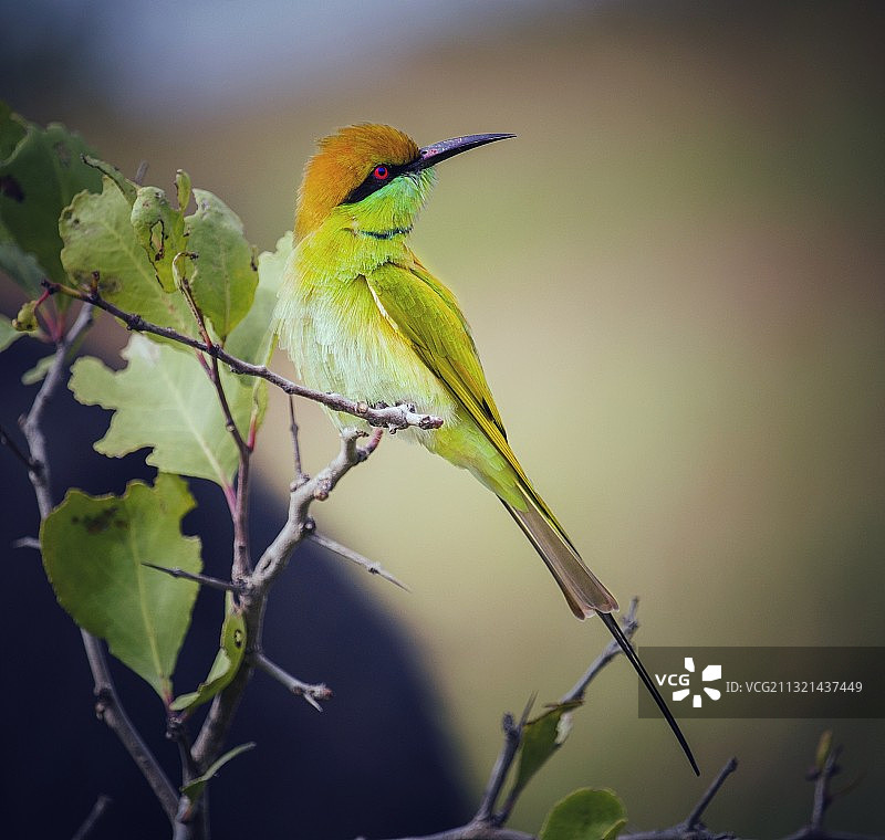蜜蜂栖息在植物上特写图片素材