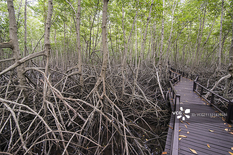 森林中的树木图片素材