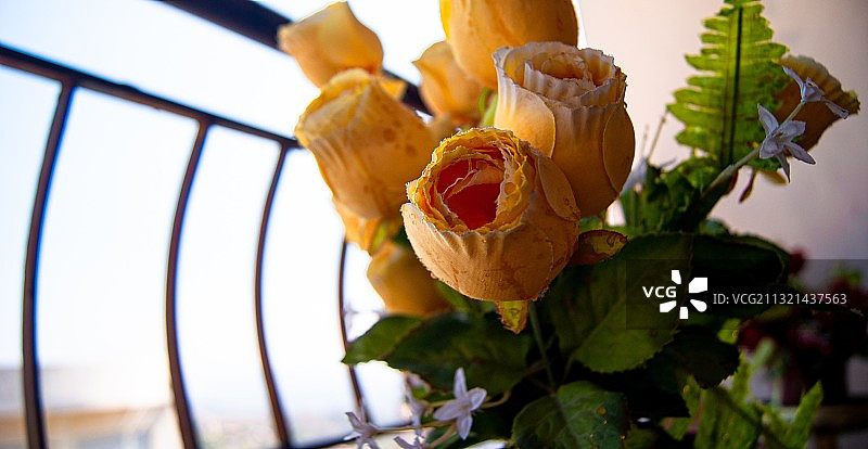 玫瑰植物的特写图片素材