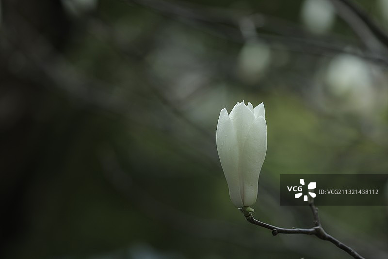 冰心玉洁图片素材