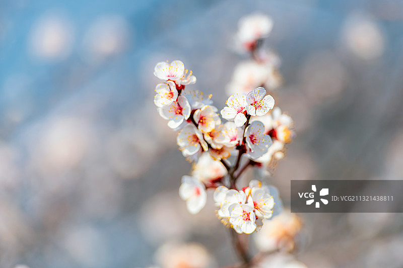 河南郑州新密市伏羲山尖山春季乡村杏花户外风光杏花特写图片素材