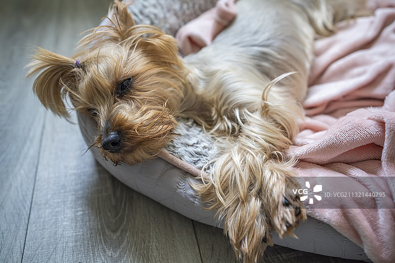 高角度拍摄：约克夏㹴犬在爱尔兰德罗赫达的地板上放松图片素材