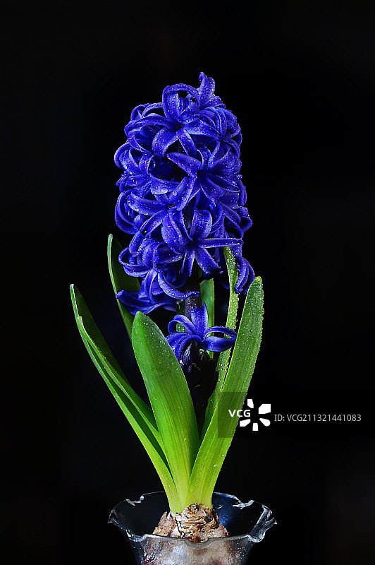 蓝色风信子图片素材