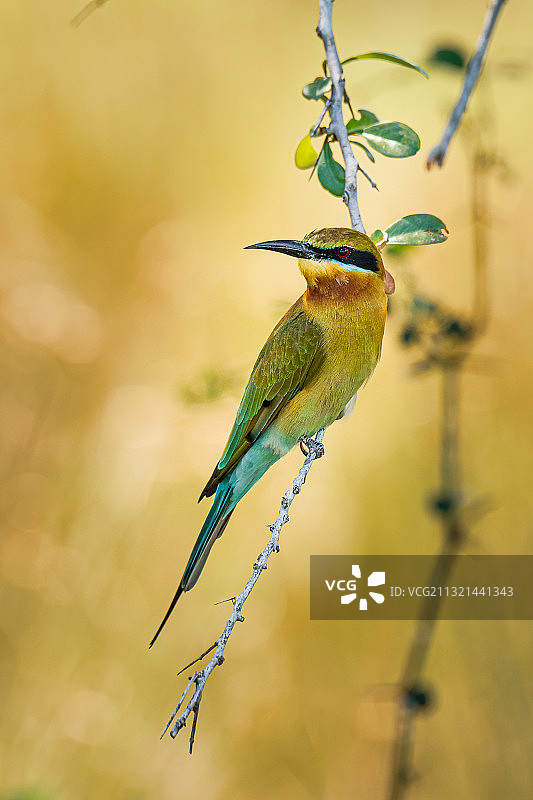 斯里兰卡维尔帕图国家公园蜜蜂采蜜特写图片素材