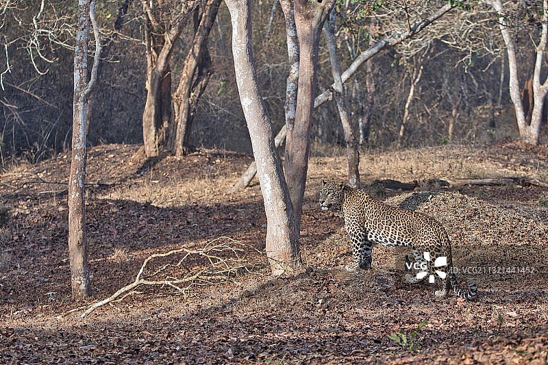 行走在森林中的猎豹图片素材