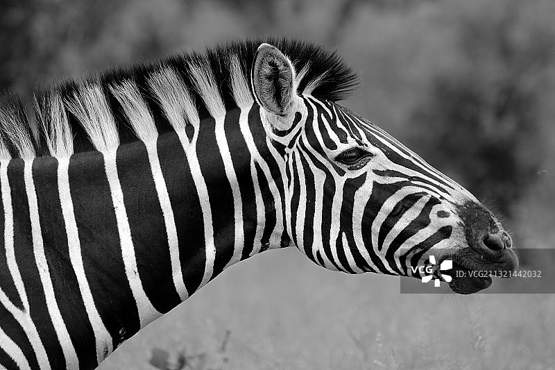 草原斑马侧面图图片素材