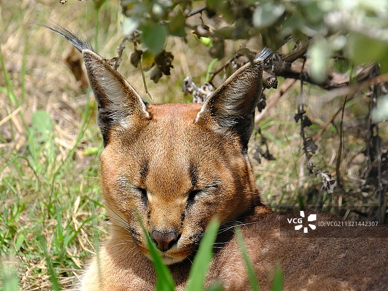 田野上的猫咪特写图片素材