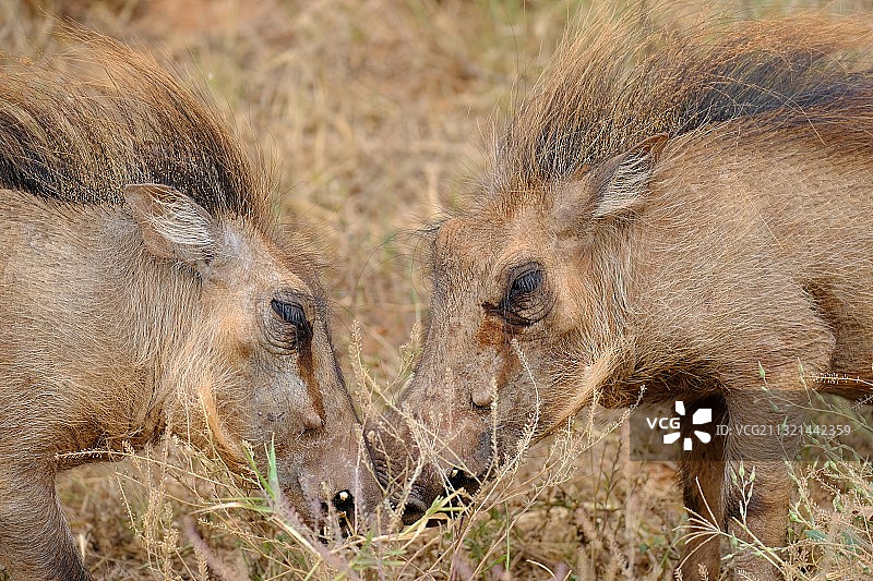 两只接吻的小猪图片素材