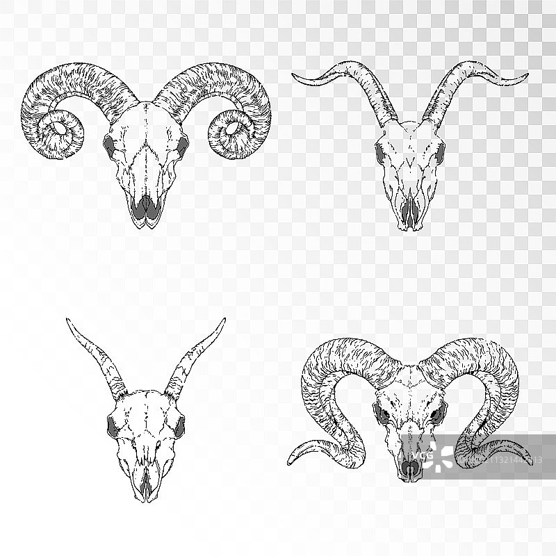 手绘骷髅与有角动物山羊系列图片素材