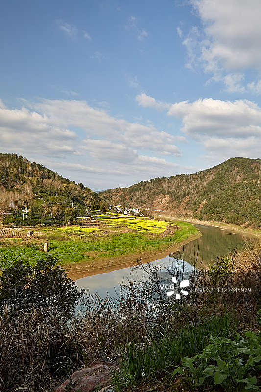 皖南歙县深渡凤凰岛油菜花景观图片素材
