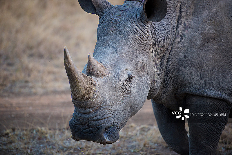 站在田野上的白犀牛侧视图，南非图片素材