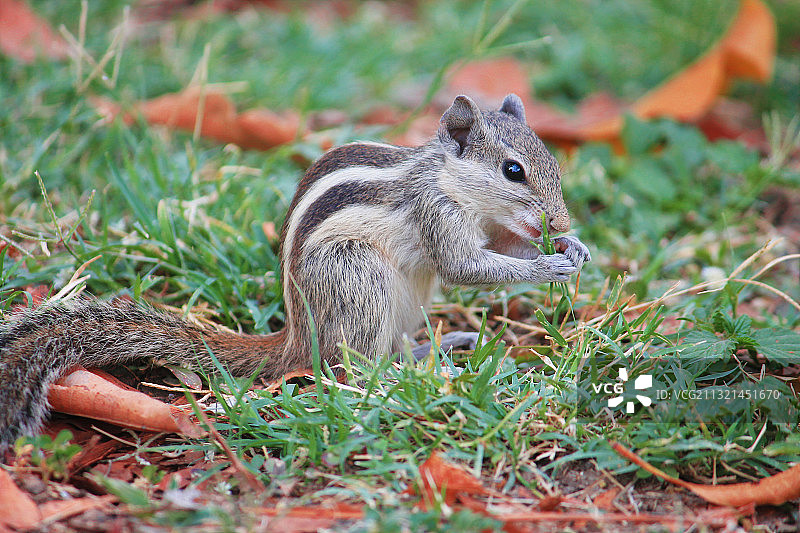 田野里的飞鼠特写图片素材