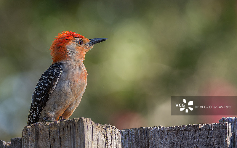 北美红雀栖息在木桩上的特写，佐治亚州不伦瑞克图片素材