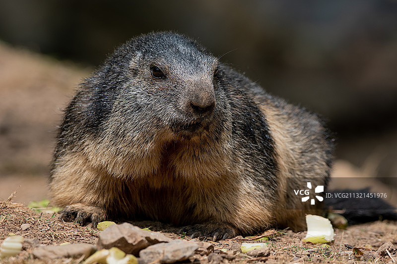 岩石上的草原犬鼠特写图片素材