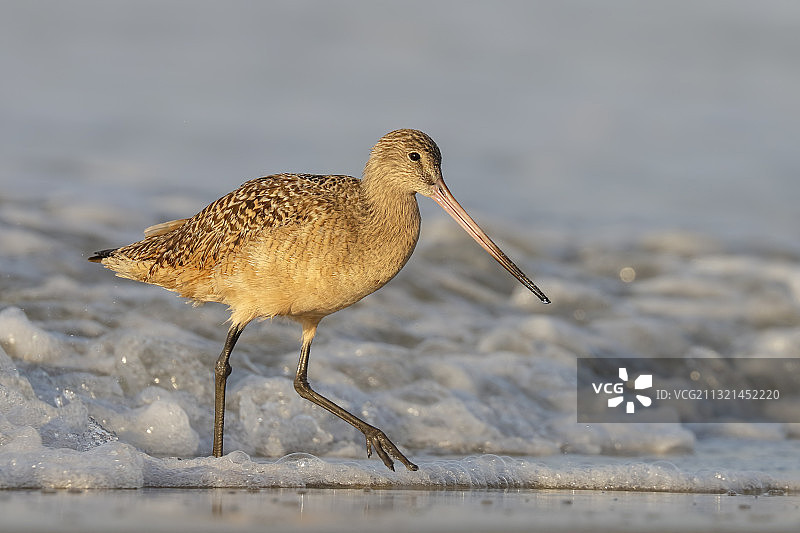 美国加利福尼亚州海滩上丘鹬的特写镜头图片素材