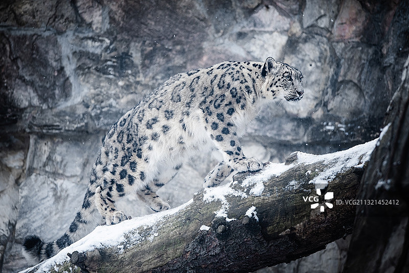 雪豹坐在岩石上的低角度视图图片素材