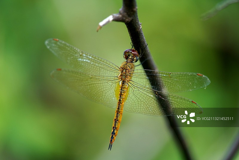 蜻蜓在植物上的特写图片素材