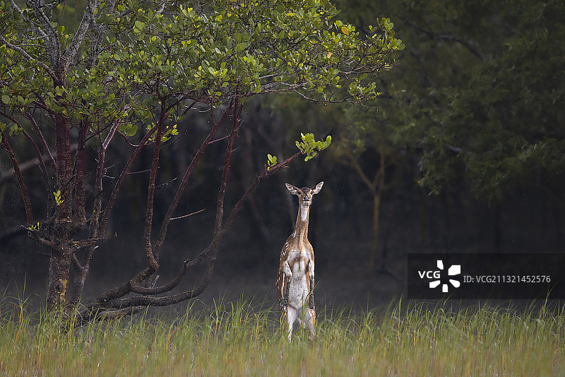 长颈鹿在印度孙德尔本斯国家公园看向镜头图片素材