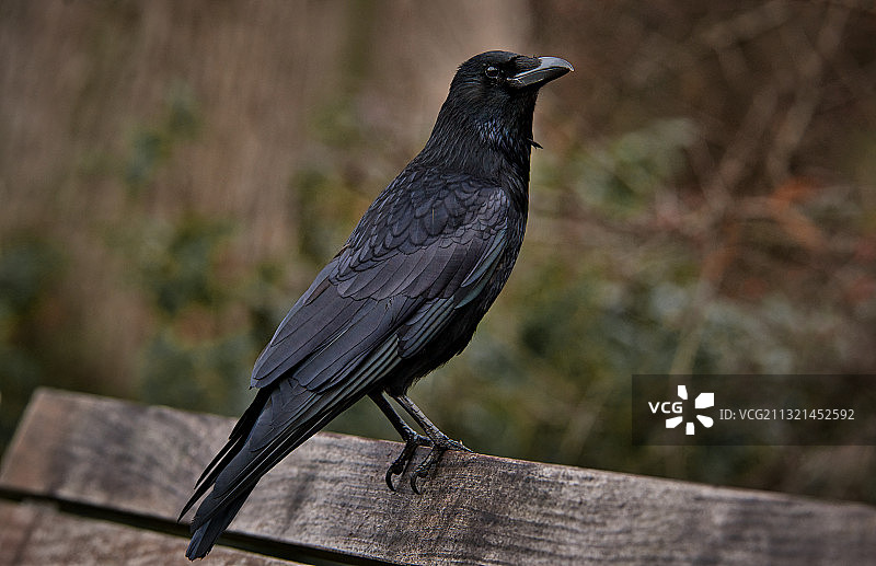 栖息在木头上的乌鸦特写图片素材